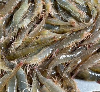 新鲜大虾